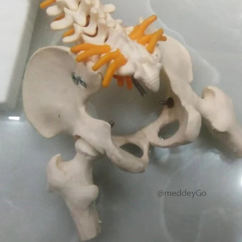 mini spine model 