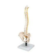mini spine model 