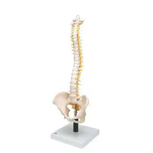 mini spine model 