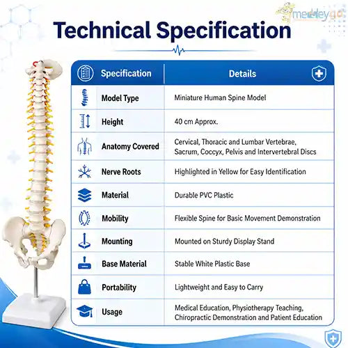mini spine model 