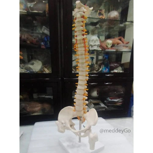 mini spine model 