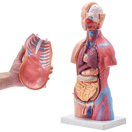 Mini Torso Model 50cms