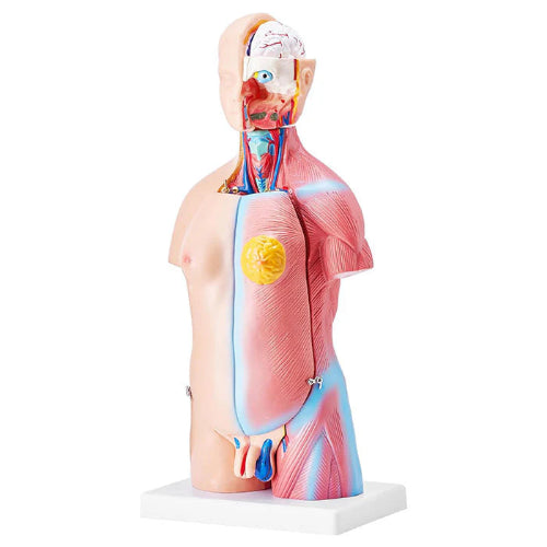 Mini Torso Model 50cms