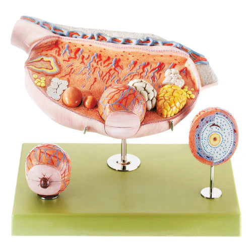 model of the ovaries