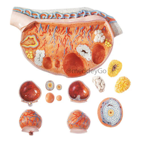 model of the ovaries