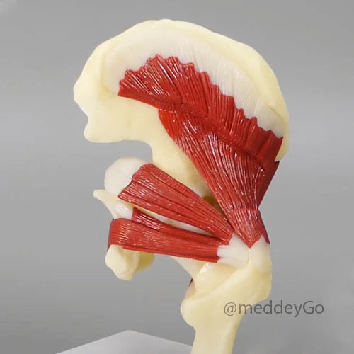 Muscled Hip Joint Model