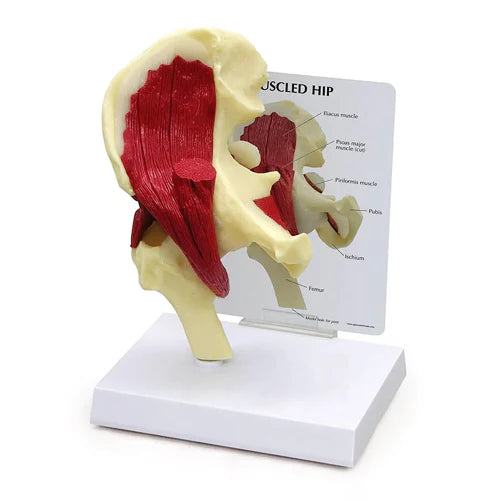 Muscled Hip Joint Model