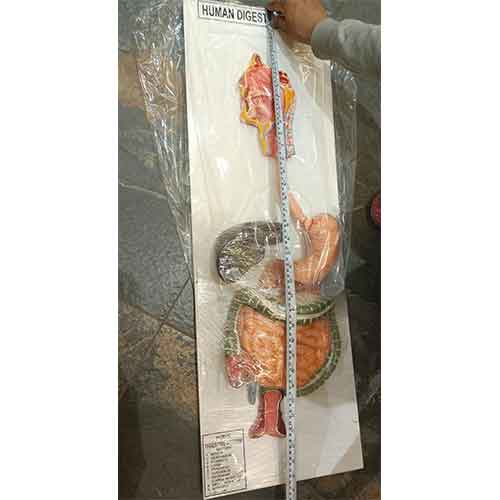 Natural Digestive System Model