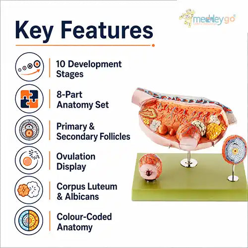 ovaries model