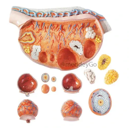 ovaries model