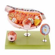 ovaries model