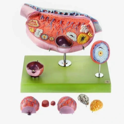 ovary model