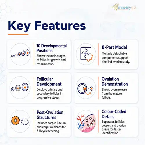 ovary model