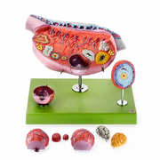 ovary model