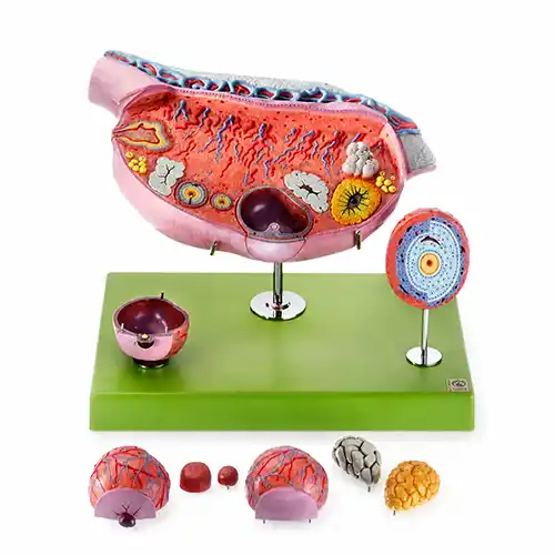 ovary model