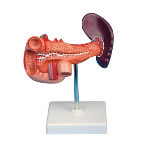 pancreas and spleen model