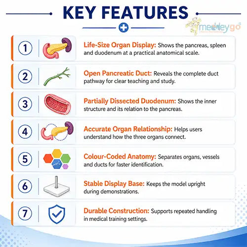 pancreas and spleen model