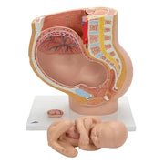 pregnant pelvis model
