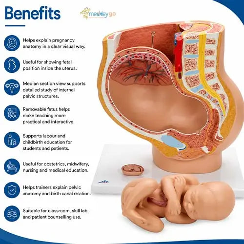 pregnant pelvis model