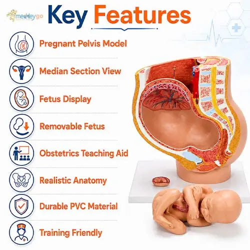 pregnant pelvis model