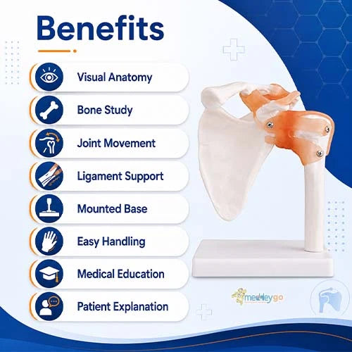 shoulder joint model
