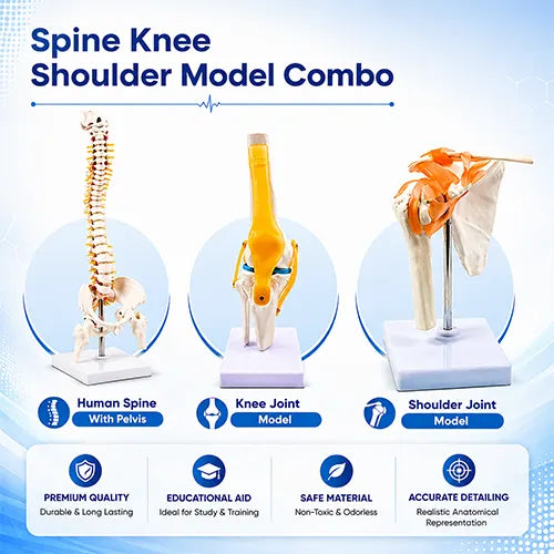 shoulder joint model