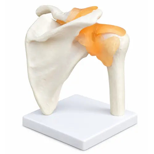 shoulder joint model