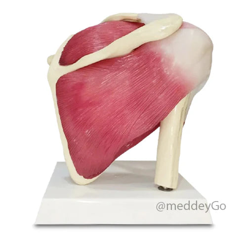 shoulder model with muscles