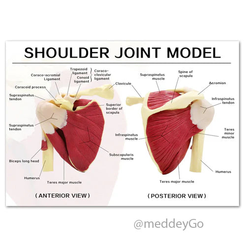 shoulder model with muscles