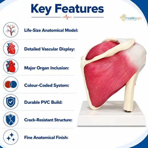 shoulder model with muscles
