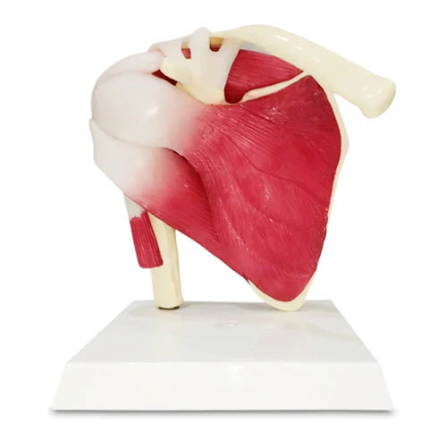 shoulder model with muscles