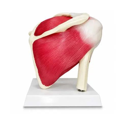 shoulder model with muscles