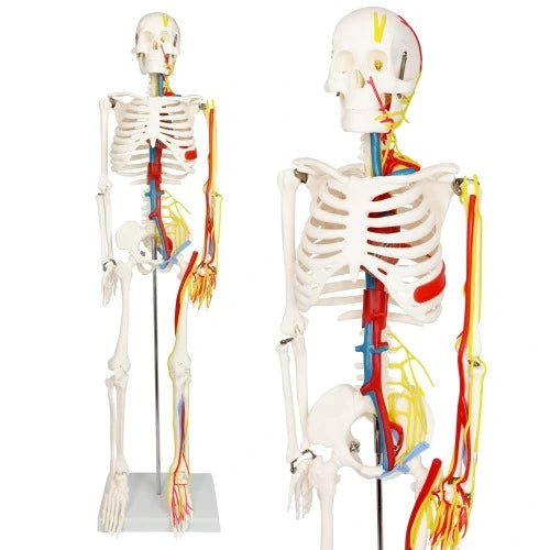 skeleton model