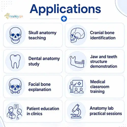 skull anatomy