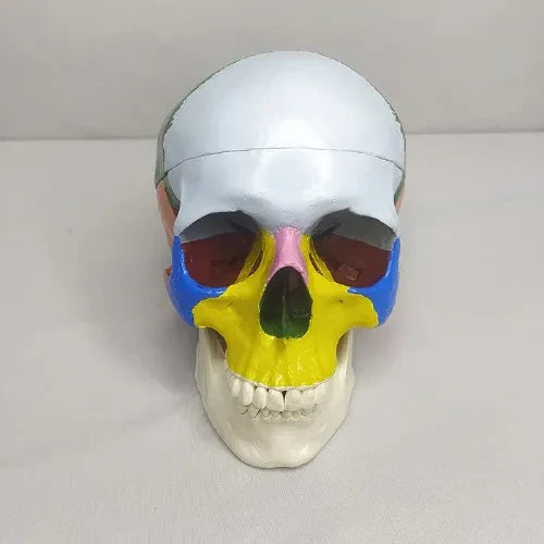 skull model