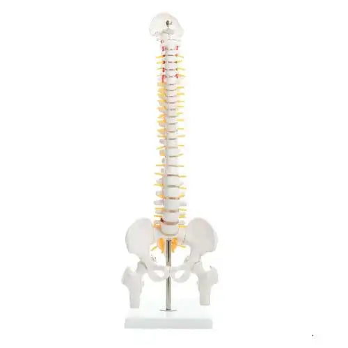 spinal column model