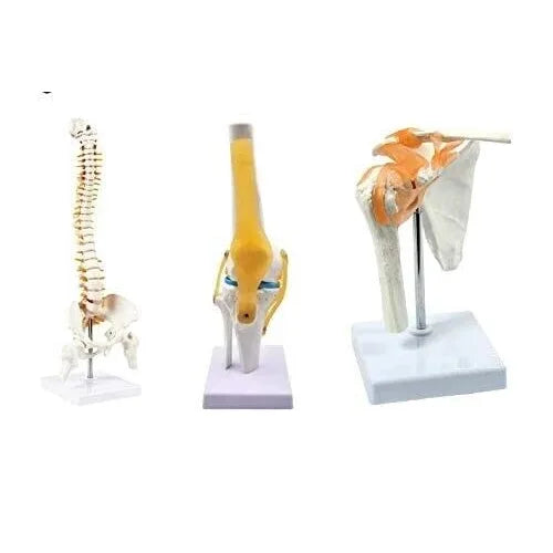 _spine-knee-shoulder-model