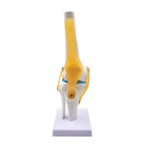 Spine Knee Shoulder Model Combo