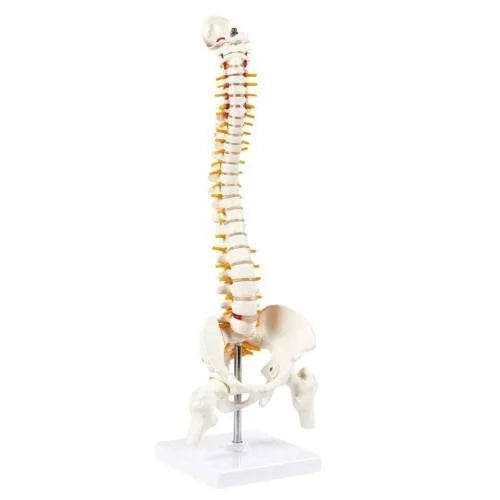 Spine Knee Shoulder Model Combo