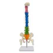 spine model