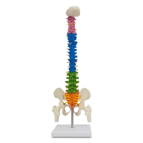 spine model