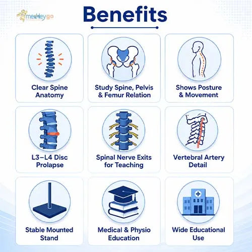 spine model