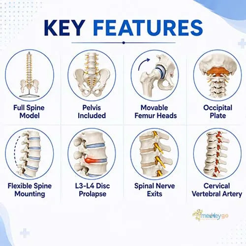 spine model