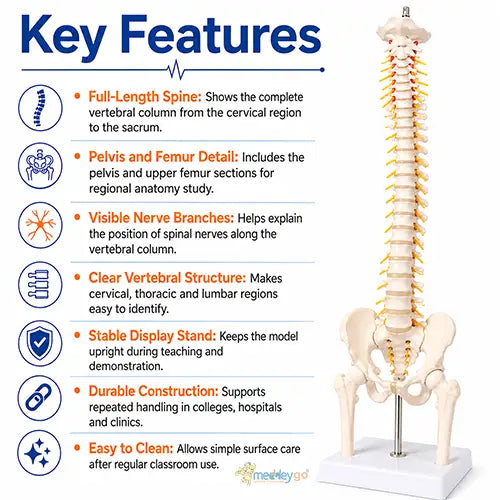 spine model