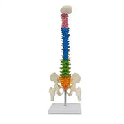 spine model