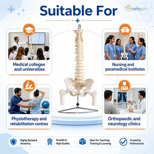  spine model
