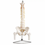  spine model