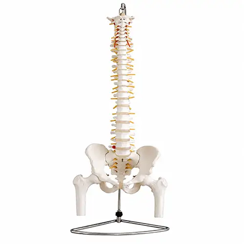  spine model