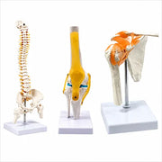 spine model