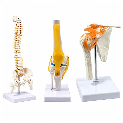 spine model